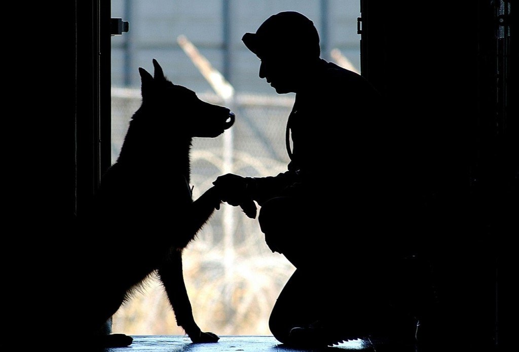 6 Lecciones Espirituales que mi Perro Me Enseñó