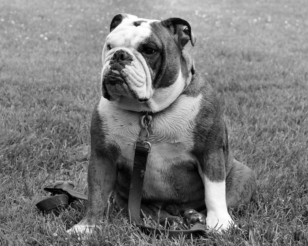 Importantes Lecciones de Negocios que Aprendi de mi Bulldog